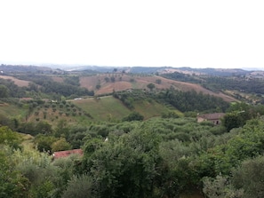 View of olive trees and vineyards 