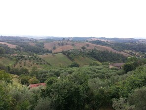 View of olive trees and vineyards 