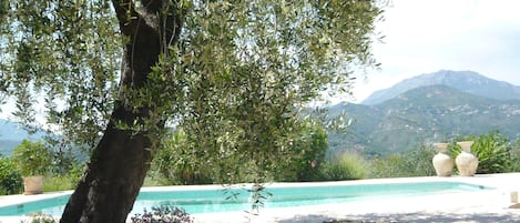 Shade under olive tree