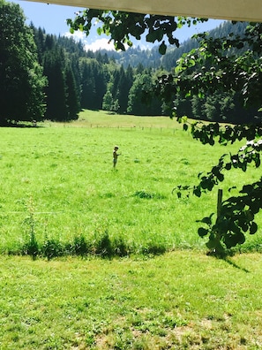 Meadow behind chalet (owned by local farmer) in summer 