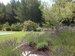 Le jardin avec son olivier et ses lavandes