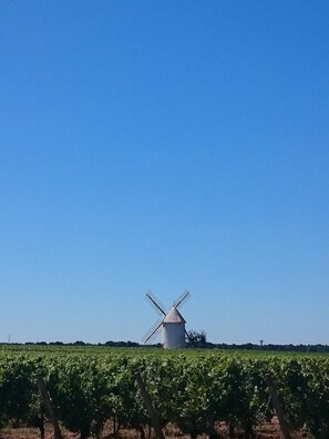 wine crops 10 mins away