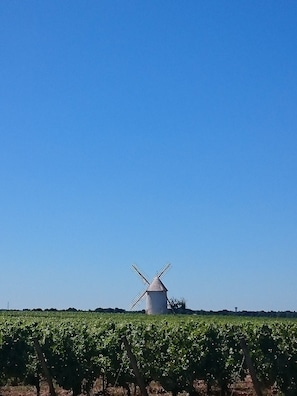 wine crops 10 mins away