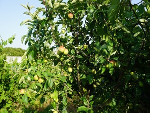 Terrenos do alojamento