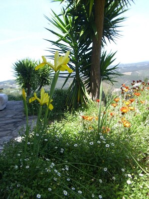 Jardim 