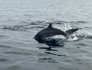 Divers