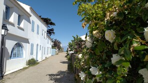 Roses on the road leading to the sea.
