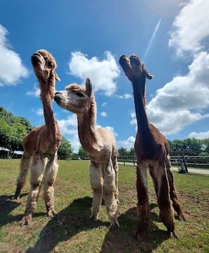 Join us at feeding time to get up close with our alpacas, goats and pigs!