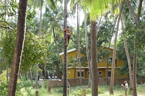 Coconut grove next to the complex