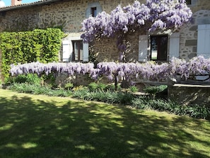 Wisteria in enclosed back garden