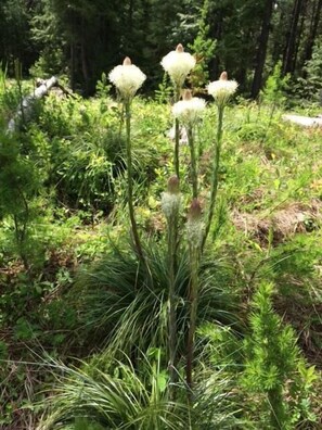 Beargrass in bloom