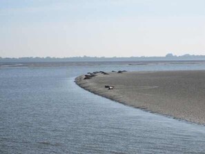 Seehunde im Wattenmeer