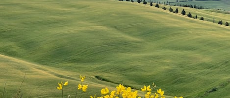 Welcome to Tuscany, the Crete Sinese region