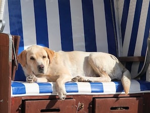 Pet-friendly