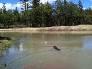Our pond below the cabin