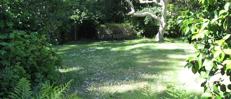 Serene back yard
