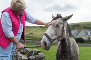 Junior our Irish Draught Gelding in our horse paddock.