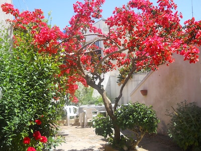 A flower mediterranean garden near the sea