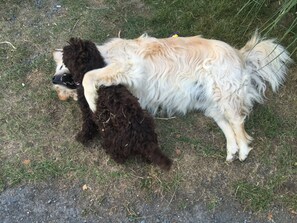 Family Dogs