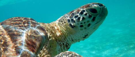 Snorkeling time!