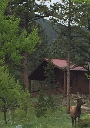 Bull Elk in Bluebell front yard