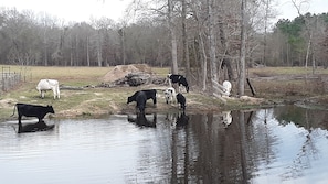 View from back door overlooking pond and cow pasture.