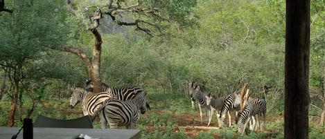 Zebras welcome