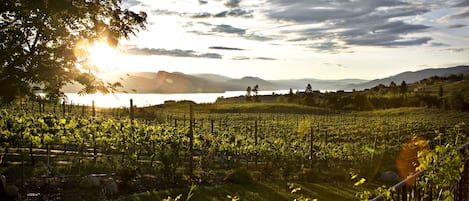 Looking west toward Lake Okanagan 