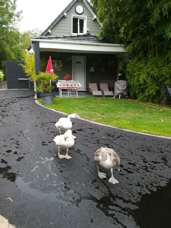 Maintenant, c'est au tour des cygnes, de venir vous voir ils sont curieux...... 