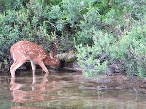 Fawn at waters edge
16 Mile Lake