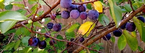 Beach Plums in the yard