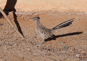Roadrunner is the occasional visitor!