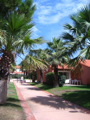 Sous les palmiers...