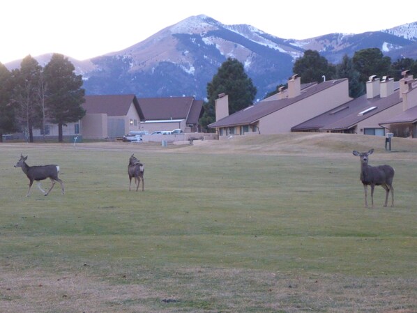 Property grounds