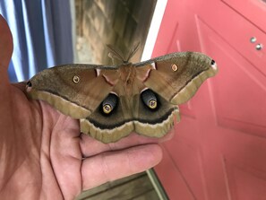 A little visitor at the front door