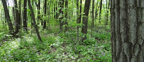 Terrain de l’hébergement 