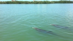 Breathtaking views make it seem like you can almost touch the Dolphins!