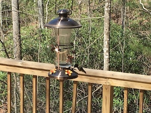 Hummingbird feeding on deck