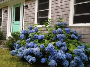 The blue hortensias are generally in bloom during June and July.