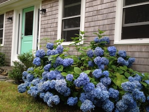 The blue hortensias are generally in bloom during June and July.