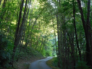 Green cathedral as you approach our home  