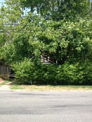 View into front yard from street.  Privet and large trees offer privacy