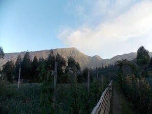 Penginapan / Homestay Balqis Near Bromo