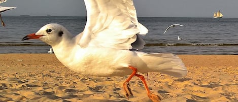 Spiaggia