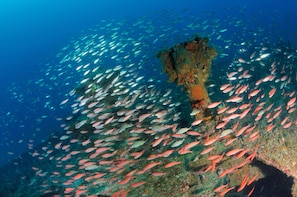 Come go diving, or snorkeling in our waters..you many see fish like these.