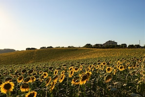 Vista della Struttura nel Mese di Luglio con campi di Girasole in fiore