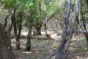 There are tons of deer that roam around the property.