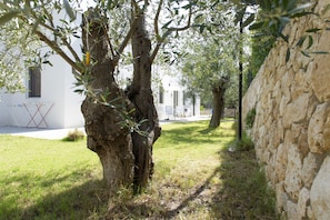  alberi d'olivo