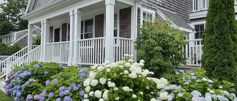 July Hydrangeas