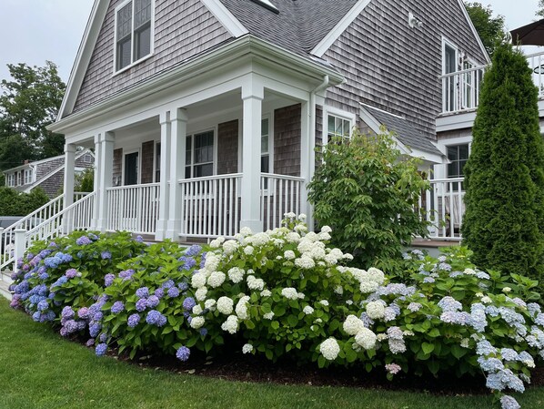 July Hydrangeas